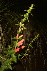 Lamourouxia rhinanthifolia