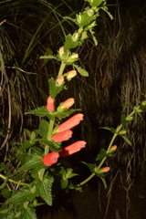 Lamourouxia rhinanthifolia