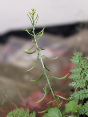 Corydalis cheilanthifolia