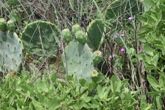 Opuntia tunoidea