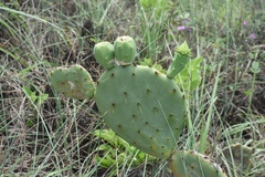 Opuntia tunoidea