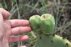 Opuntia tunoidea