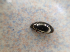 Sternolophus rufipes