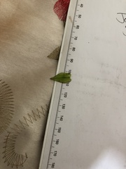 Calystegia sepium roseata