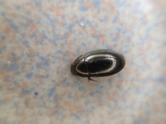 Sternolophus rufipes