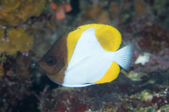 Hemitaurichthys polylepis