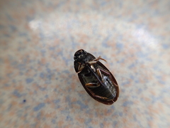 Sternolophus rufipes