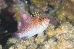 Cirrhitichthys falco