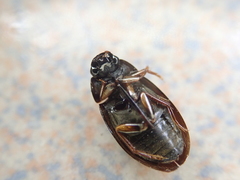 Sternolophus rufipes