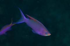 Mirolabrichthys tuka