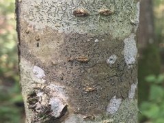 Pseudoschismatomma rufescens