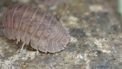Armadillidium serratum