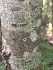 Pseudoschismatomma rufescens