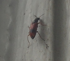 Anthocomus equestris