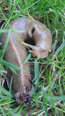 Ariolimax columbianus