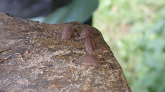 Armadillidium serratum