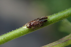 Puccinia circaeae