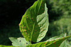 Puccinia circaeae