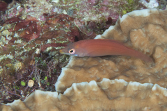 Pseudocheilinus evanidus