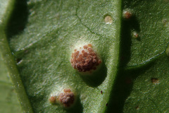 Puccinia circaeae