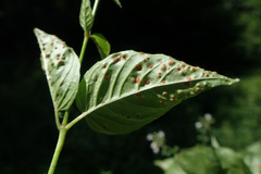 Puccinia circaeae
