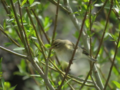 Phylloscopus trochilus acredula