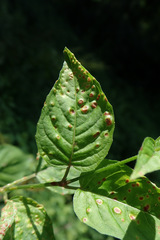 Puccinia circaeae