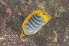 Chaetodon ocellicaudus