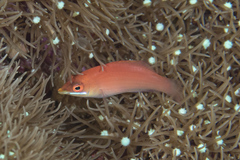 Pseudocheilinus evanidus