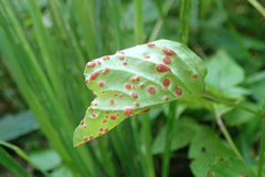Puccinia circaeae