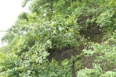 Antidesma ghaesembilla