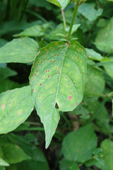 Puccinia circaeae