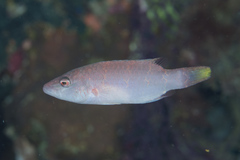 Oxycheilinus orientalis