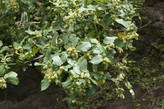Antidesma ghaesembilla