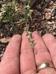 Pectocarya platycarpa