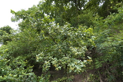 Antidesma ghaesembilla