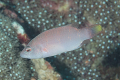 Oxycheilinus orientalis