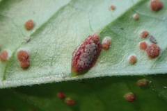 Puccinia circaeae