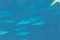 Elagatis bipinnulata