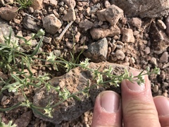 Pectocarya platycarpa