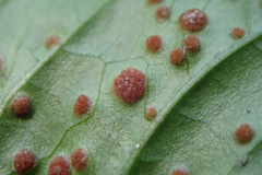 Puccinia circaeae
