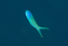 Hoplolatilus starcki