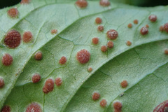 Puccinia circaeae