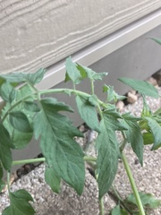 Solanum lycopersicum
