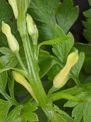 Corydalis cheilanthifolia