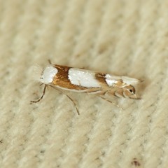 Phyllonorycter fitchella