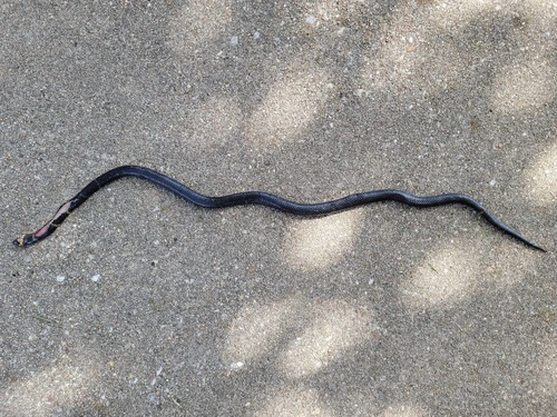 Texas Coralsnake photographed in Delaware