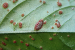 Puccinia circaeae
