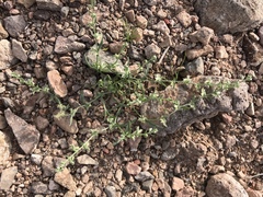 Pectocarya platycarpa