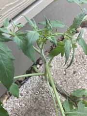 Solanum lycopersicum